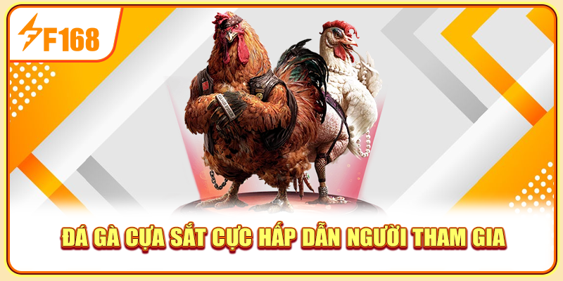 Đá gà cựa sắt cực hấp dẫn người tham gia