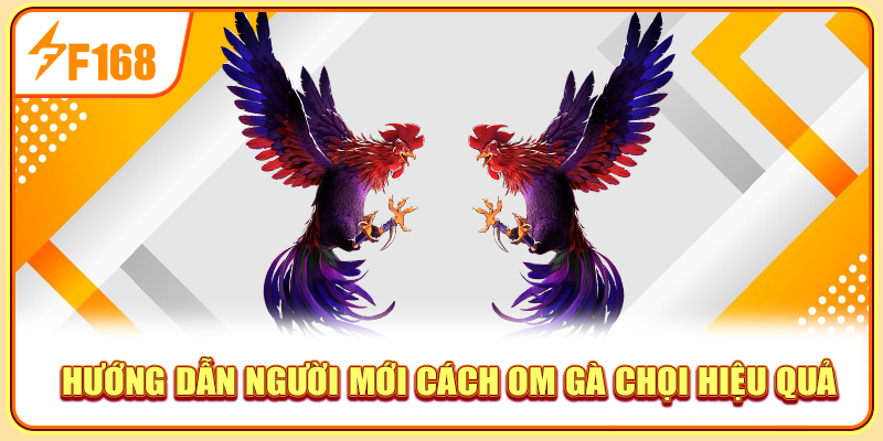 Hướng dẫn người mới cách om gà chọi hiệu quả